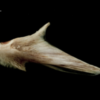 photo of Atlantic halibut articular lateral view