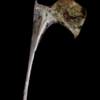 photo of Red seabream coracoid medial view