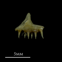 photo of Arctic Char for assessment lateral view