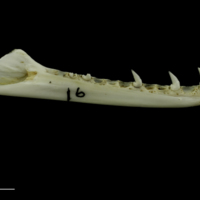 photo of Mediterranean moray dentary medial view