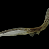 photo of Brill cleithrum lateral view