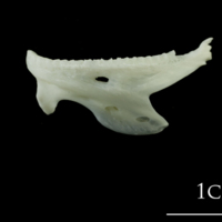 photo of European plaice dentary lateral view