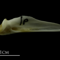 photo of Mediterranean moray articular medial view