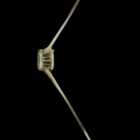 photo of Brill caudal vertebra lateral view