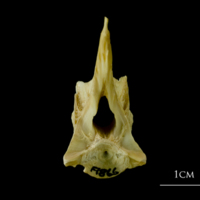 photo of Atlantic cod precaudal vertebra anterior view