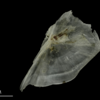 photo of Brill subopercular lateral view