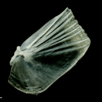 photo of European pilchard opercular lateral view