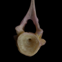 photo of Tub gurnard precaudal vertebra anterior view