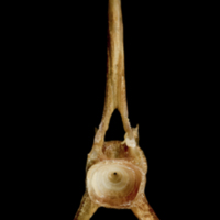 photo of Catfish precaudal vertebra anterior view