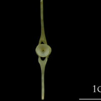 photo of Saithe ultimate vertebra posterior view