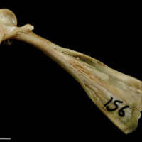 photo of Turbot maxilla lateral view