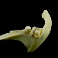 photo of Common carp pharyngeal dorsal view