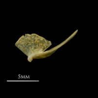 photo of Vendace quadrate lateral view