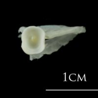photo of European plaice ultimate vertebra anterior view