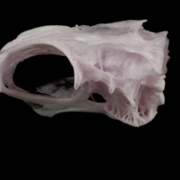 photo of Parrot fish parasphenoid basioccipital complex lateral view