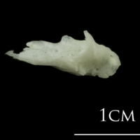 photo of European plaice posttemporal lateral view