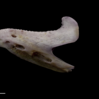 photo of Red seabream dentary lateral view