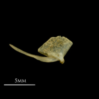 photo of Vendace quadrate medial view