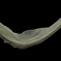 photo of Zander preopercular medial view