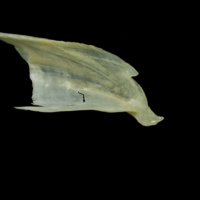 photo of Northern pike posttemporal medial view