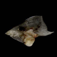 photo of Sea scorpion opercular detail view