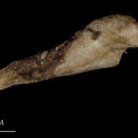 photo of Greater amberjack supracleithrum medial view