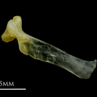 photo of Ruffe maxilla lateral view