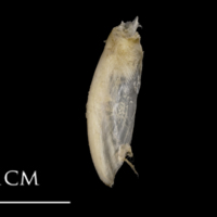 photo of White grouper supracleithrum lateral view