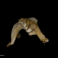 photo of Tench pharyngeal dorsal view