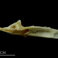 photo of Mediterranean moray preopercular medial view