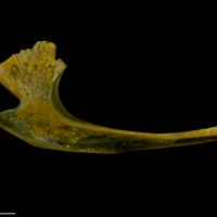 photo of Thinlip grey mullet  coracoid medial view