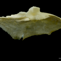 photo of Northern pike opercular detail view