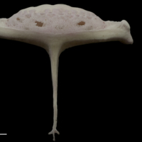 photo of Parrot fish pharyngeal ventral view