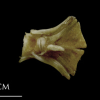 photo of Spanish mackerel ultimate vertebra lateral view