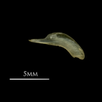 photo of Vendace for assessment lateral view