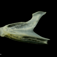 photo of Scad dentary lateral view