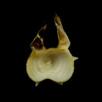 photo of Common carp precaudal vertebra anterior view