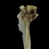 photo of Brill hyomandibular medial view