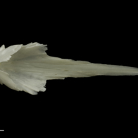 photo of Zander vomer dorsal view