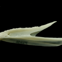 photo of Whiting dentary lateral view