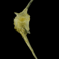photo of Ruffe caudal vertebra lateral view