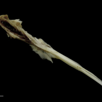 photo of Brill parasphenoid basioccipital complex ventral view