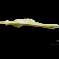 photo of European plaice parasphenoid ventral view