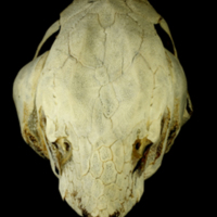 photo of Sturgeon skull anterior view