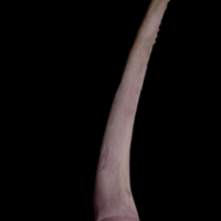 photo of Wels catfish serrated spine lateral view