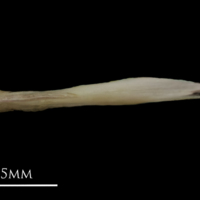 photo of European eel vomer dorsal view