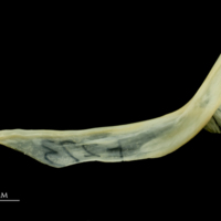 photo of Greater forkbeard cleithrum lateral view