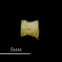 photo of European smelt precaudal vertebra lateral view
