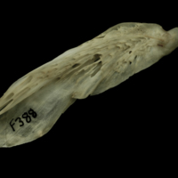 photo of Atlantic salmon supracleithrum medial view