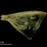photo of John dory opercular lateral view